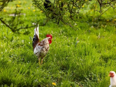 Apartment Ferienwohnung mit Bergaufenthalt in Schönau - Environment photo 31