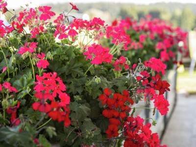 Farmhouse Ferienwohnung im Allgäu - Outdoor photo 40