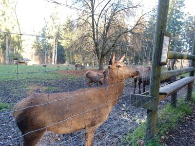 Holiday house Ferienhaus in der Nähe der Skipiste - Outdoor photo 41