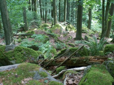 Holiday house Ferienhaus in Tännesberg für 4 Personen - Environment photo 18