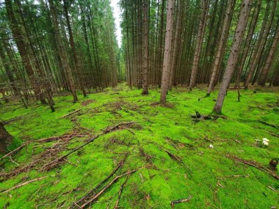 Holiday house Ferienhaus in Tännesberg für 4 Personen - Environment photo 31