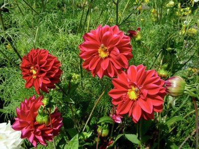 Holiday house Ferienwohnung in Drachselsried für 2 Personen - Outdoor photo 30