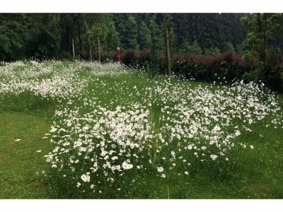 Holiday house Ferienhaus in Kollnburg mit Garten - Outdoor photo 10