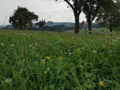 Holiday house Friedlicher Waldurlaub in Altenfeld - Environment photo 21