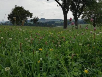 Holiday house Friedlicher Waldurlaub in Altenfeld - Environment photo 36