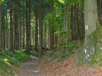 Holiday house Friedlicher Waldurlaub in Altenfeld - Environment photo 37