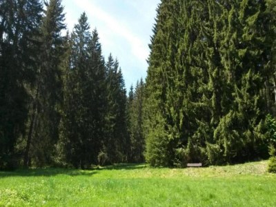 Holiday house Peaceful Forest Getaway - Environment photo 18