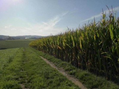 Holiday house Peaceful Forest Getaway - Environment photo 25