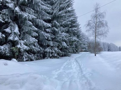 Holiday house Peaceful Forest Getaway - Environment photo 33