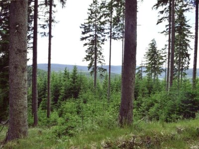 Holiday house Ruhiger Aufenthalt in Gehren - Environment photo 23