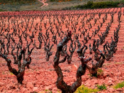 Cottage Spacious Wine Cellar Mansion - Environment photo 32