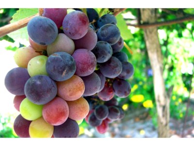 Holiday house Cozy Cottage with Pool & Terrace - Outdoor photo 39