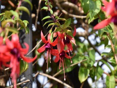 Holiday house Cozy Cottage with Pool & Terrace - Outdoor photo 40