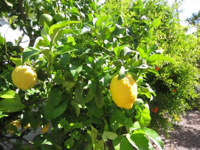 Villa Rojales Villa with Jacuzzi - Outdoor photo 39