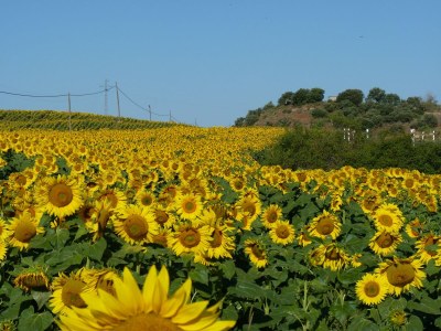 Holiday house Belvilla by OYO Casa Vella - Environment photo 20