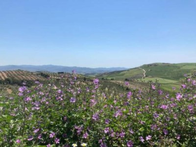 Villa Countryside Villa Escape - Environment photo 39