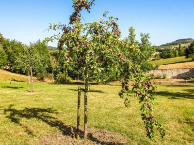 Holiday house Cottage in Wine Country - Outdoor photo 10
