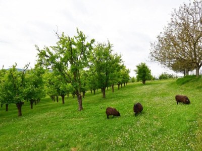 Holiday house Cottage in Wine Country - Environment photo 29