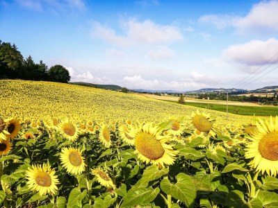 Holiday house Cottage in Wine Country - Environment photo 39