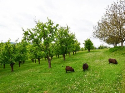 Holiday house Cottage in Wine Country - Environment photo 48