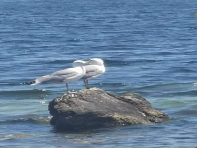 Villa Villa in Campagnan mit Pool und Weinbergblick - Environment photo 30