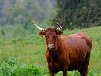 Holiday house Wunderschön gelegenes Landhaus mit beheiztem Pool - Outdoor photo 3