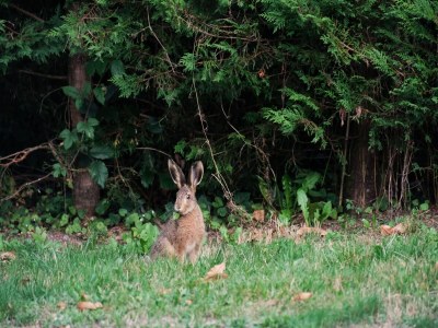 Holiday house Wunderschön gelegenes Landhaus mit beheiztem Pool - Environment photo 38