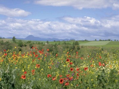 Castle Schloss in Le Veurdre am Wald und Fluss - Environment photo 34