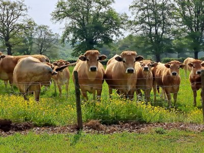 Holiday house Comfortable holiday home with spacious garden - Outdoor photo 15