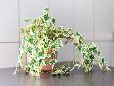 Holiday house Gemütlicher Rückzugsort am Hang in Berre - Outdoor photo 39