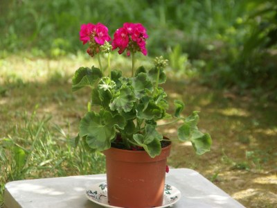 Holiday house Friedlicher Rückzugsort im Garten, Berre - Outdoor photo 39