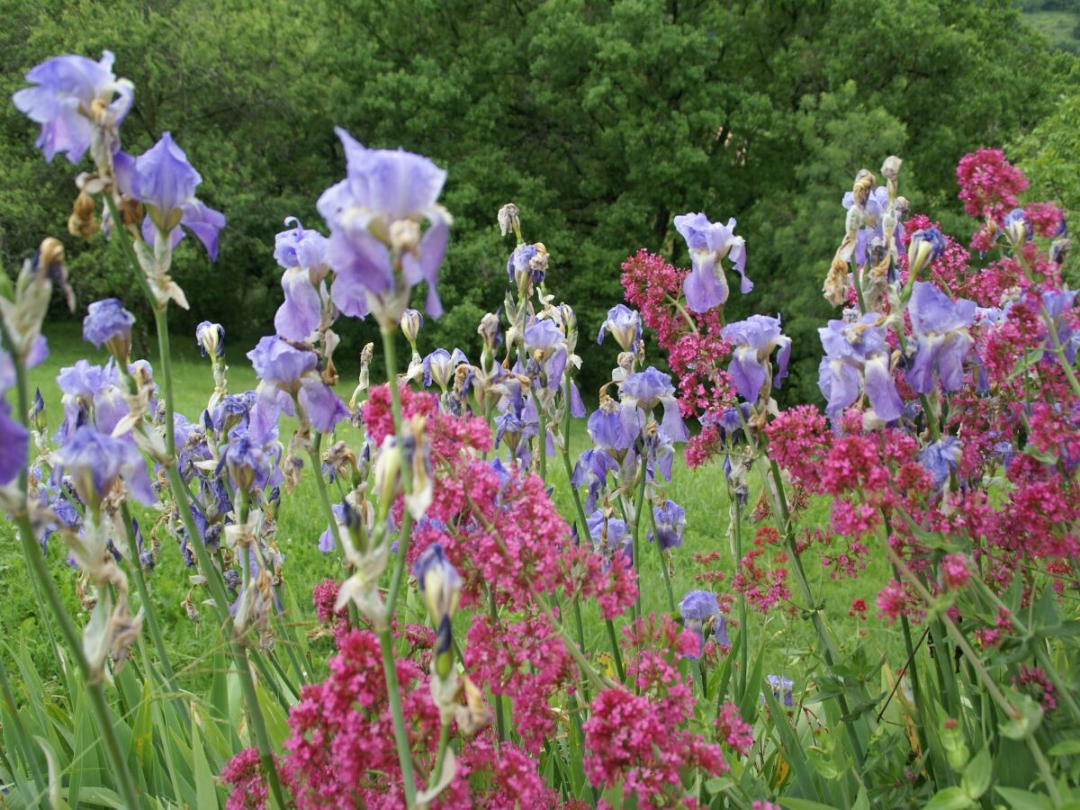 Holiday house Gemütliches Familienhaus in Saint-Pons - Outdoor photo 5