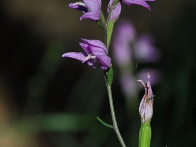 Holiday house Gemütliches Familienhaus in Saint-Pons - Outdoor photo 12