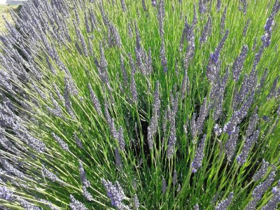 Holiday house Gemütliches Familienhaus in Saint-Pons - Outdoor photo 40