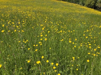 Holiday house Holiday Home in Muret near Château Colombier - Environment photo 39