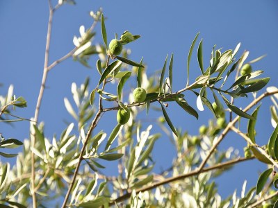 Villa Bliss Near Aix-en-Provence - Outdoor photo 38