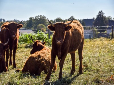 Holiday house Calvinet Retreat für sechs Gäste - Environment photo 21
