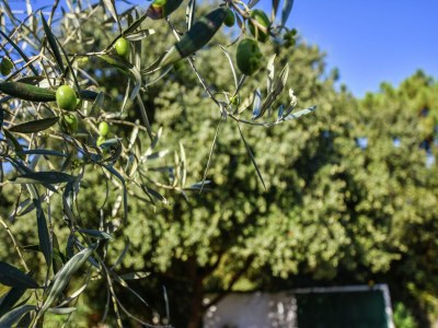 Holiday house Modernes Ferienhaus in Sainte-Marie-de-Ré in Meeresnähe - Outdoor photo 31