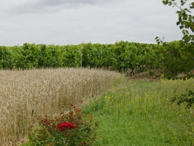 Villa Villa with Pool & Views in Sérilhac - Environment photo 35