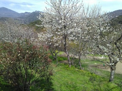 Holiday house Riverside Home in Folelli - Environment photo 30