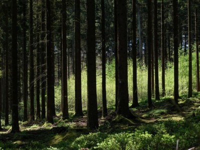 Holiday house Ruhiger Waldaufenthalt in Pédernec - Environment photo 36