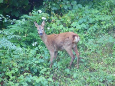 Holiday house Haus auf einem Hügel mit Talblick - Environment photo 29