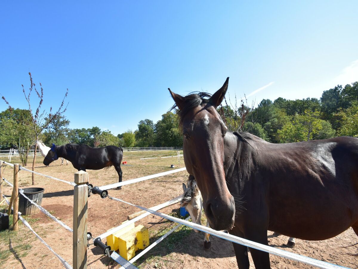 Holiday house Tranquil Escape in Dordogne - Outdoor photo 5