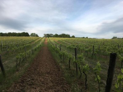 Villa Villa in Aquitanien mit Pool und Grill - Environment photo 40