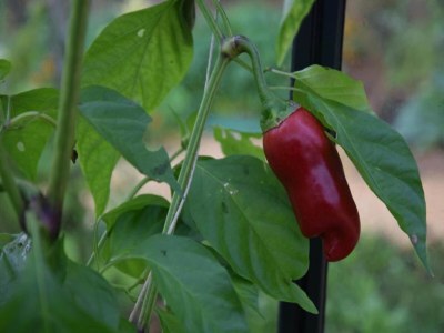 Holiday house Familienurlaub in der Dordogne - Environment photo 22