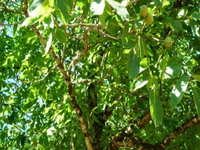 Holiday house Familienurlaub in der Dordogne - Environment photo 24