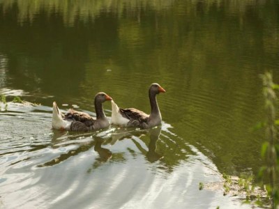 Holiday house Mazeyrolles Waldflucht - Environment photo 40