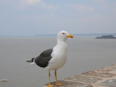 Holiday house Breton Escape in Querrien - Outdoor photo 38