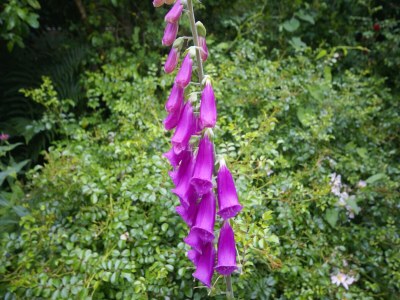 Holiday house Breton Escape in Querrien - Outdoor photo 39