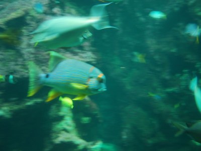 Holiday house Schönes Ferienhaus am Meer in Penmarch - Environment photo 37